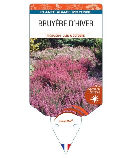 ERICA CINEREA voir Bruyère d'hiver (en mélange)