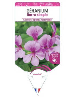 GÉRANIUM LIERRE SIMPLE (mauve)