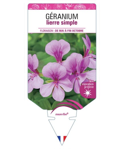 GÉRANIUM LIERRE SIMPLE (mauve)