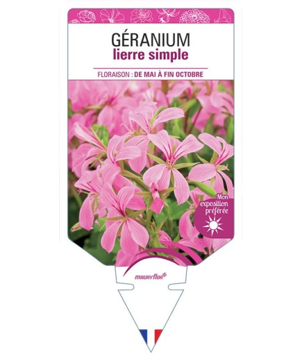 GÉRANIUM LIERRE SIMPLE (rose)
