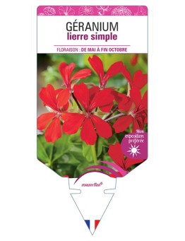 GÉRANIUM LIERRE SIMPLE (rouge)