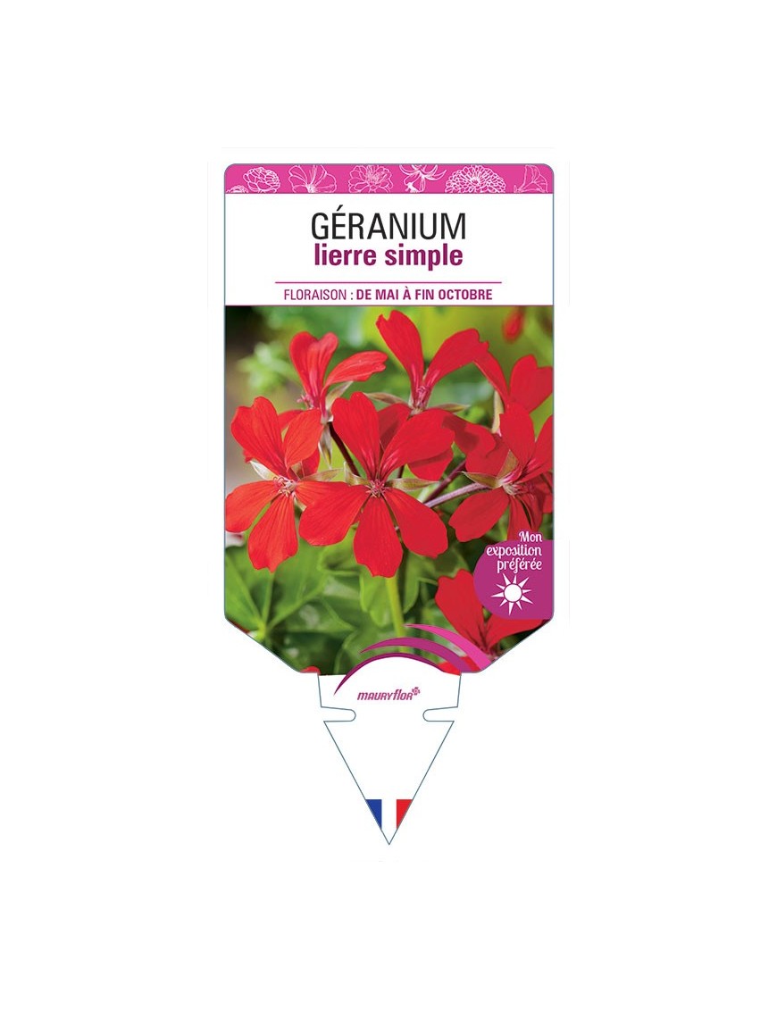 GÉRANIUM LIERRE SIMPLE (rouge)
