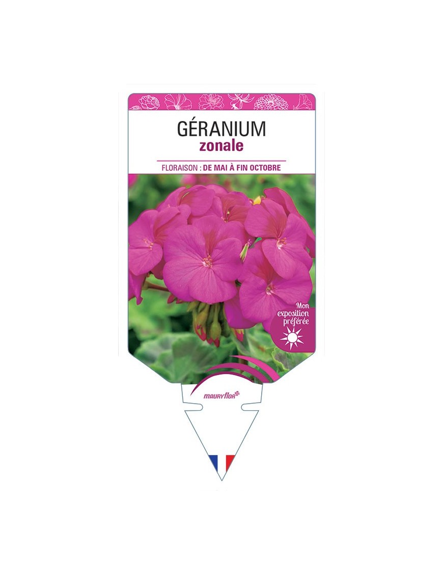 GÉRANIUM ZONALE (mauve)