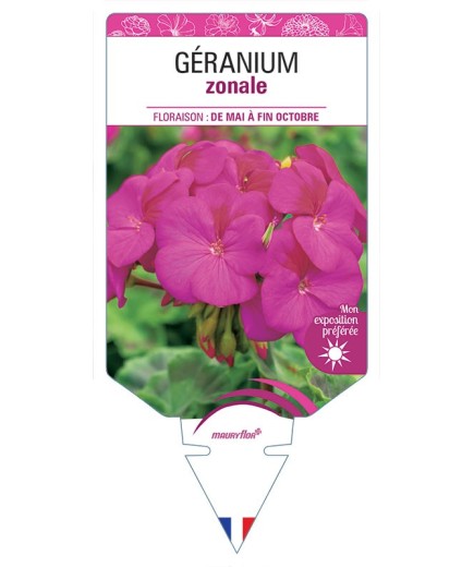 GÉRANIUM ZONALE (mauve)