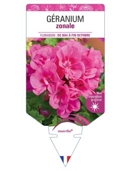 GÉRANIUM ZONALE (rose)