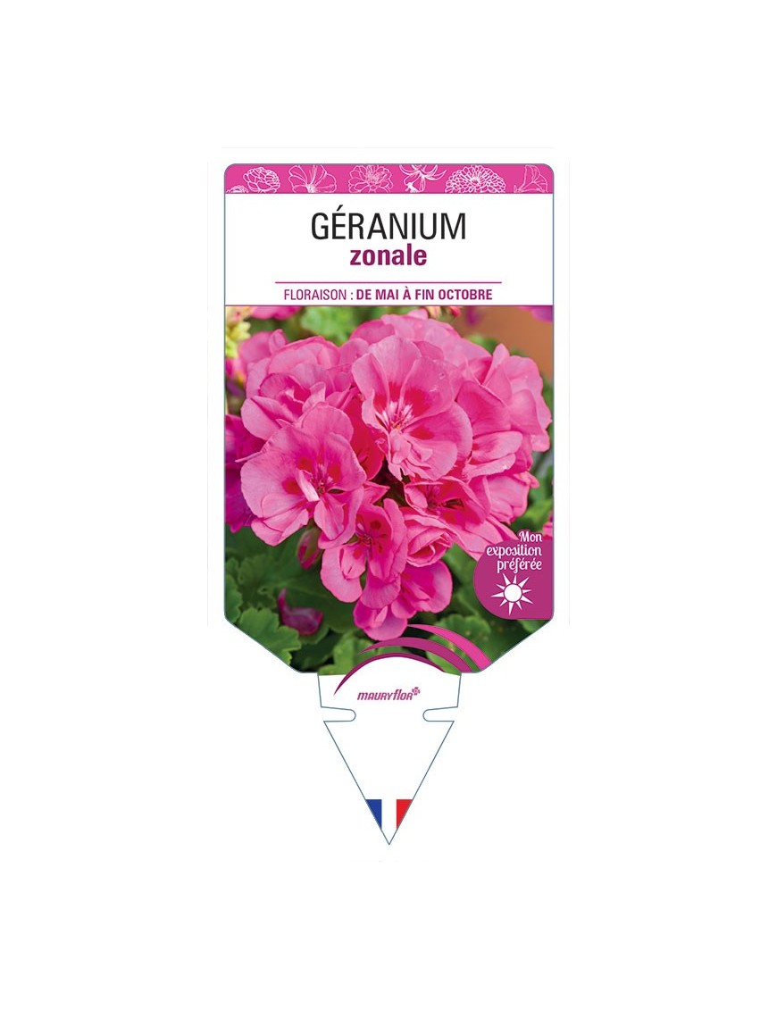 GÉRANIUM ZONALE (rose)