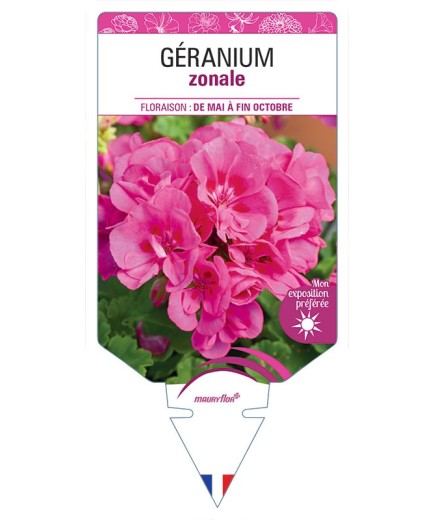 GÉRANIUM ZONALE (rose)