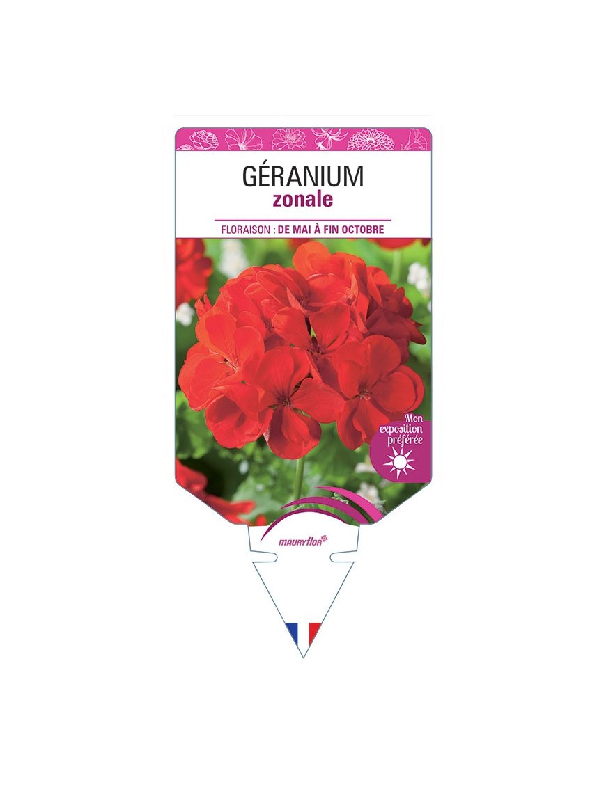 GÉRANIUM ZONALE (rouge)