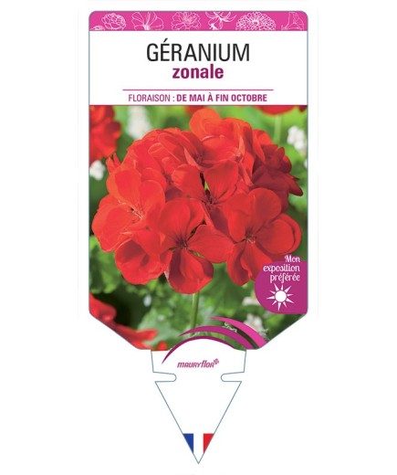 GÉRANIUM ZONALE (rouge)