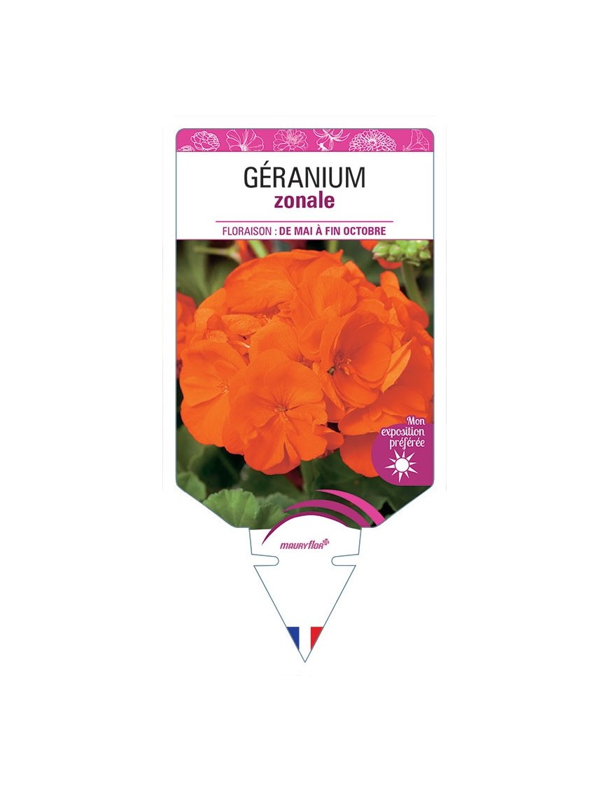 GÉRANIUM ZONALE (rouge orangé)