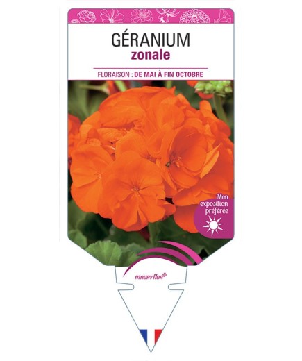 GÉRANIUM ZONALE (rouge orangé)
