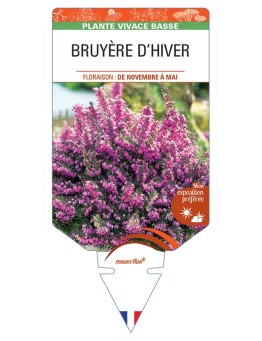 ERICA DARLEYENSIS voir Bruyère d'hiver (rouge)
