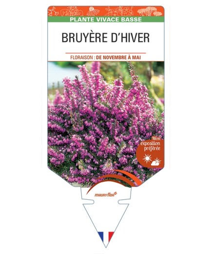 ERICA DARLEYENSIS voir Bruyère d'hiver (rouge)