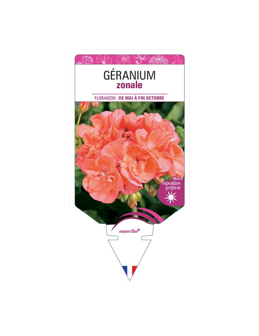 GÉRANIUM ZONALE (saumon)