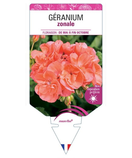 GÉRANIUM ZONALE (saumon)