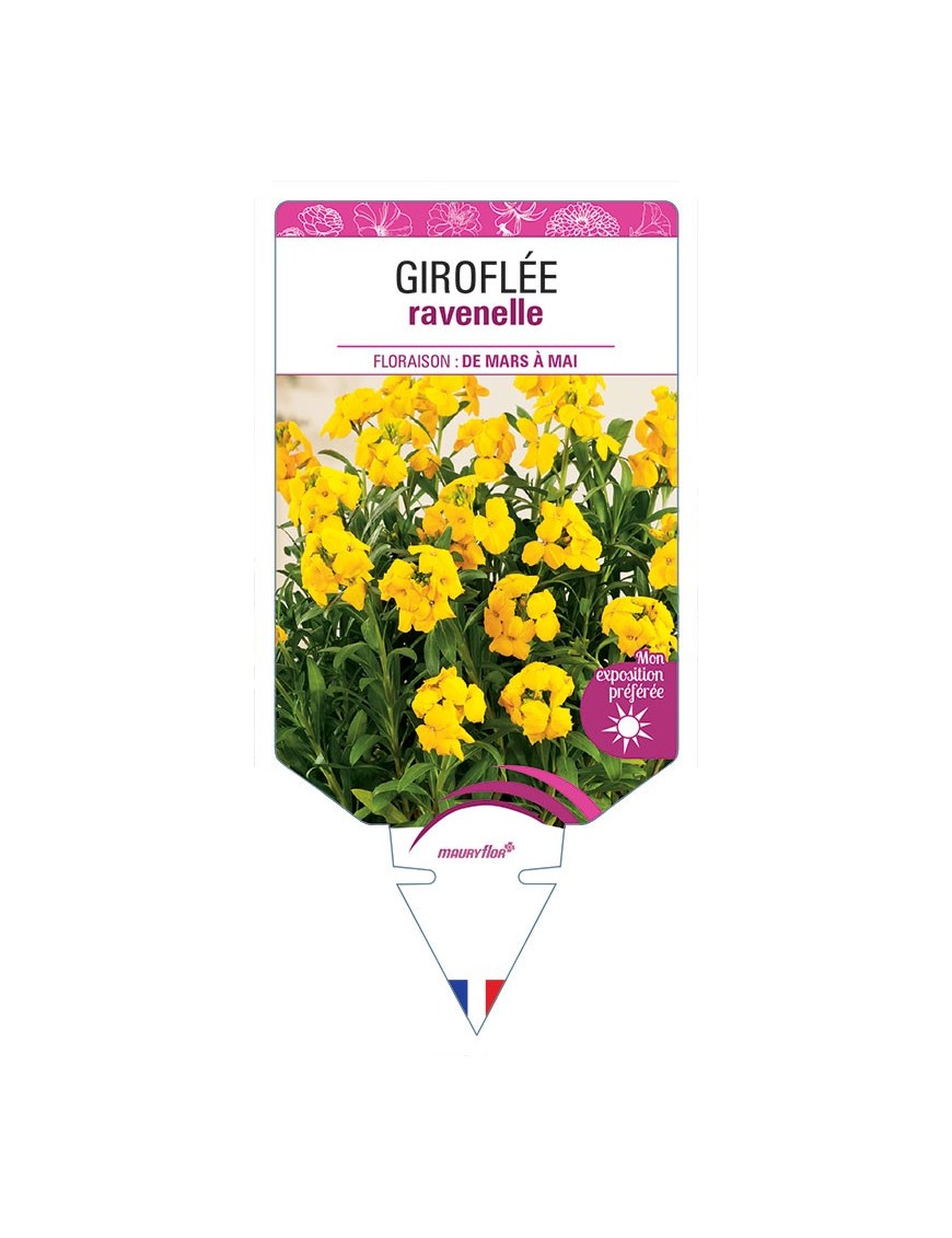 GIROFLÉE RAVENELLE (jaune) *