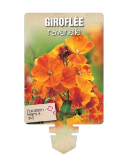 GIROFLÉE RAVENELLE (orange) *