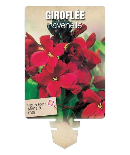 GIROFLÉE RAVENELLE (rouge foncé) *