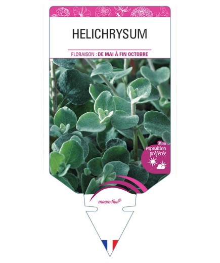 HELICHRYSUM *