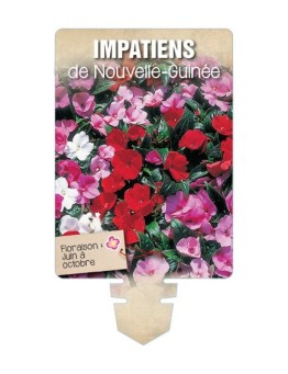 IMPATIENS DE NOUVELLE GUINÉE (varié) *