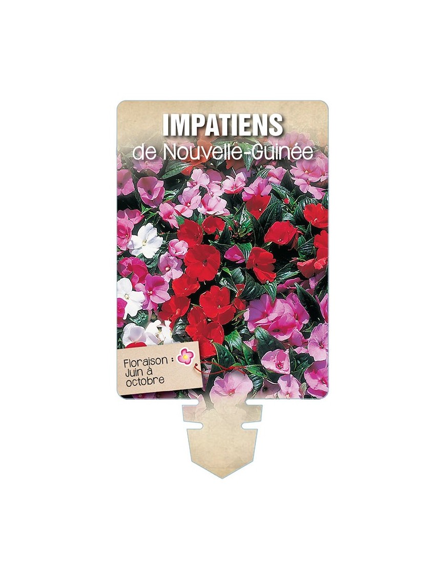 IMPATIENS DE NOUVELLE GUINÉE (varié) *