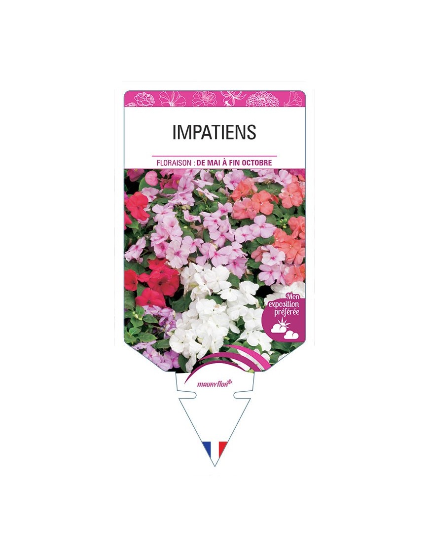 IMPATIENS (varié) *
