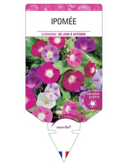 IPOMÉE (varié) *