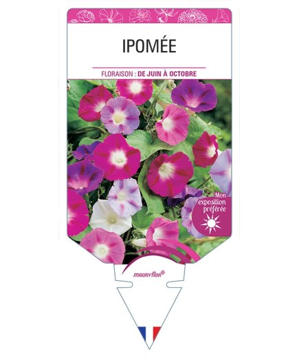 IPOMÉE (varié) *