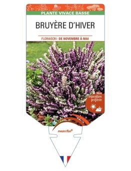 ERICA DARLEYENSIS voir Bruyère d'Hiver (varié)
