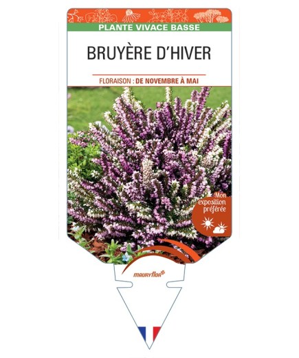 ERICA DARLEYENSIS voir Bruyère d'Hiver (varié)