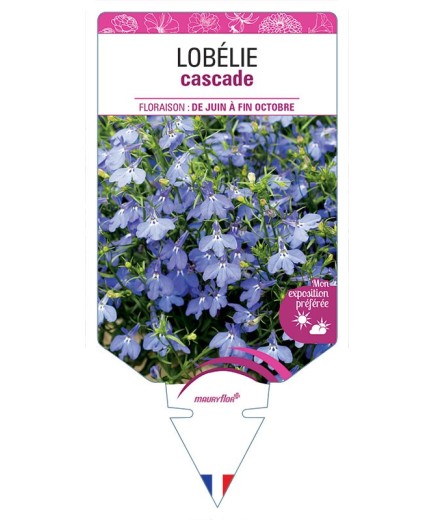 LOBELIA CASCADE (bleu)