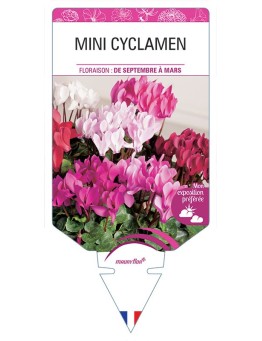 MINI CYCLAMEN *