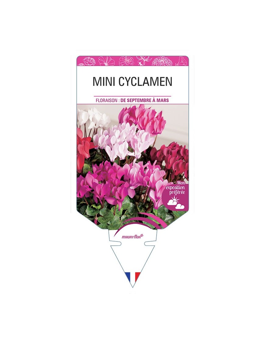 MINI CYCLAMEN *