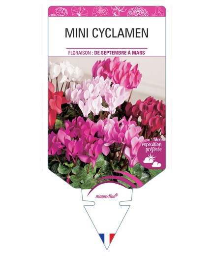MINI CYCLAMEN *