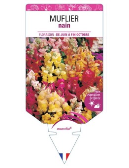 MUFLIER NAIN (varié) *