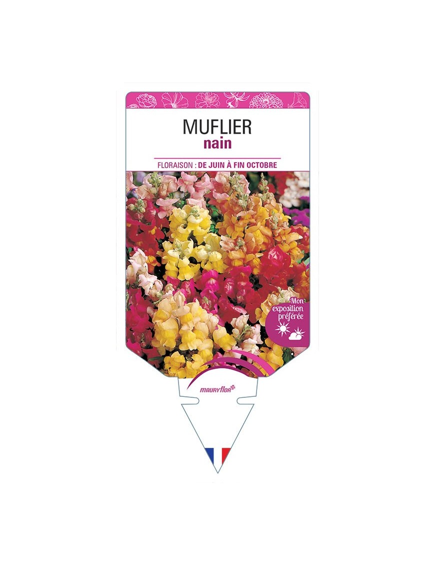 MUFLIER NAIN (varié) *