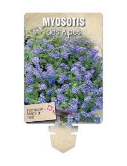 MYOSOTIS DES ALPES (bleu) *