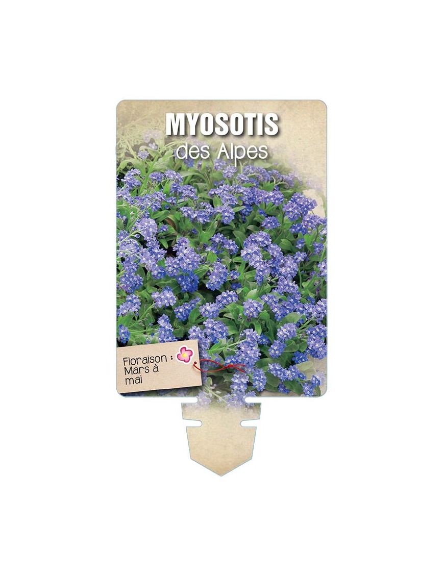 MYOSOTIS DES ALPES (bleu) *