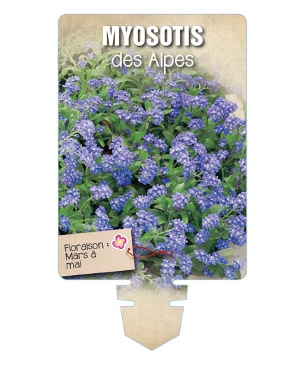 MYOSOTIS DES ALPES (bleu) *