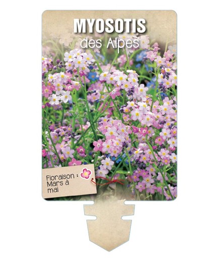 MYOSOTIS DES ALPES (rose) *