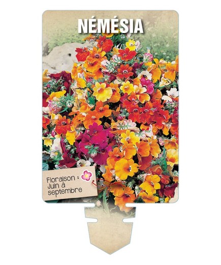 NEMESIA VARIE *