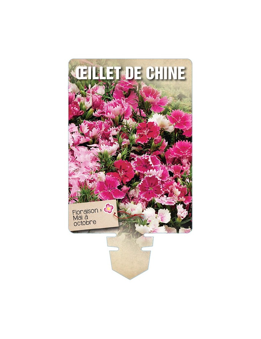 ŒILLET DE CHINE (varié) *