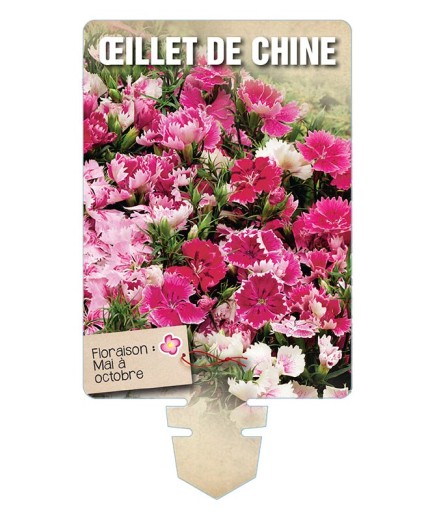 ŒILLET DE CHINE (varié) *