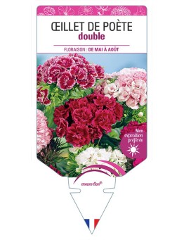 ŒILLET DE POÈTE (haut double varié) *