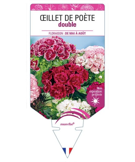 ŒILLET DE POÈTE (haut double varié) *