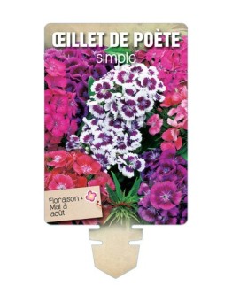 ŒILLET DE POÈTE SIMPLE (haut varié) *