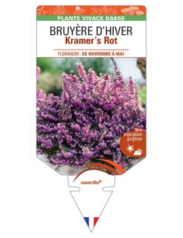 ERICA DARLEYENSIS Kramer’s Rot voir BRUYÈRE D’HIVER