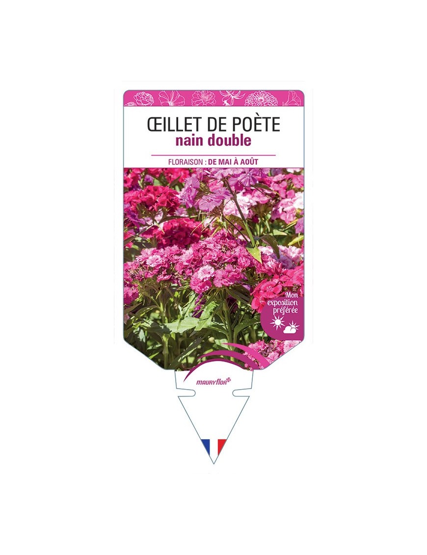 ŒILLET DE POÈTE NAIN (double varié)