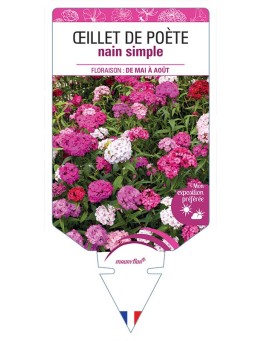 ŒILLET DE POÈTE NAIN (simple varié) *