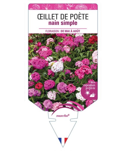 ŒILLET DE POÈTE NAIN (simple varié) *